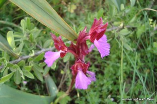 2-Donnortei - orchidea selvatica